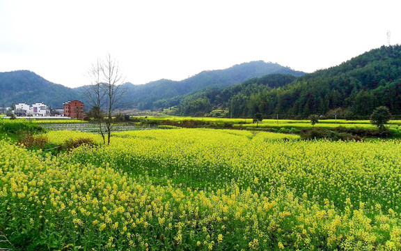 婺源油菜花