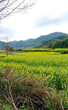 婺源油菜花