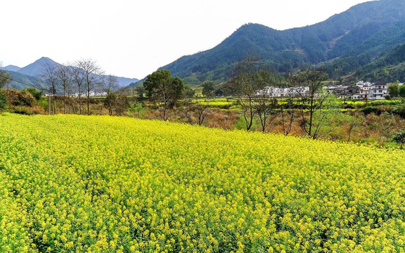 油菜花开