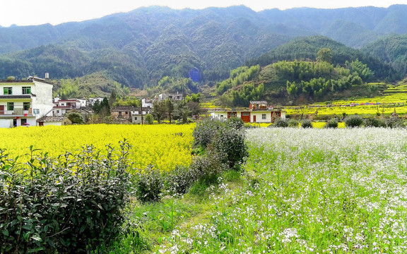 油菜花开