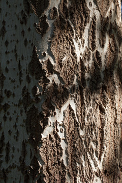 白桦木木纹