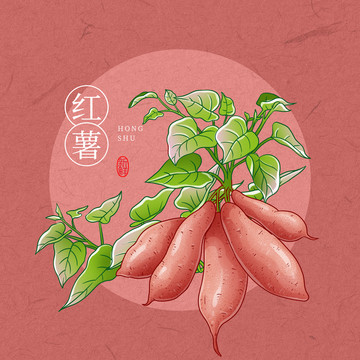 红薯插画