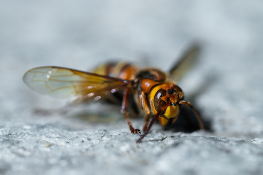 微距下的蜜蜂马蜂胡峰野蜂