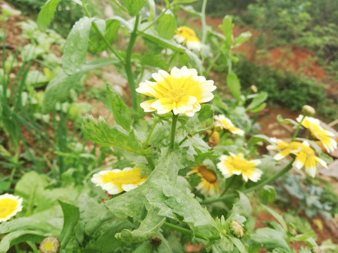 黄白菊花