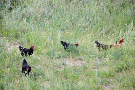 草原上的散养鸡