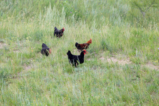 草原上的散养鸡