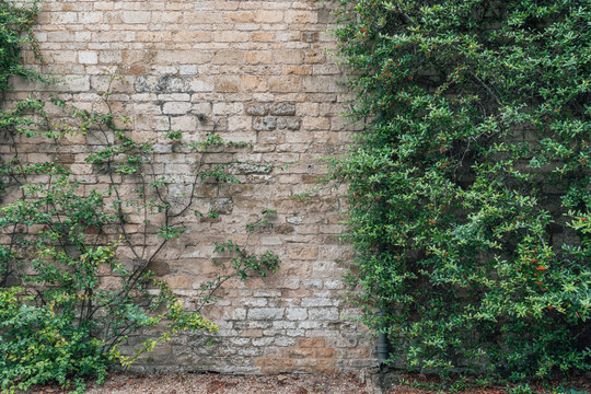 花园院墙上的爬墙虎