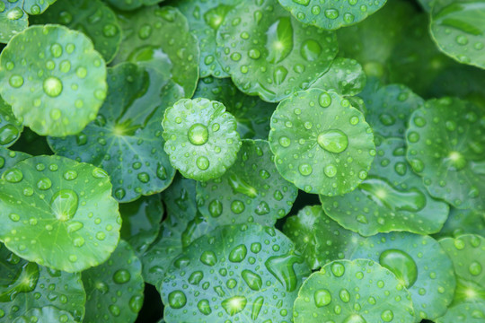 雨滴和铜钱草