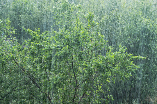 雨中树林