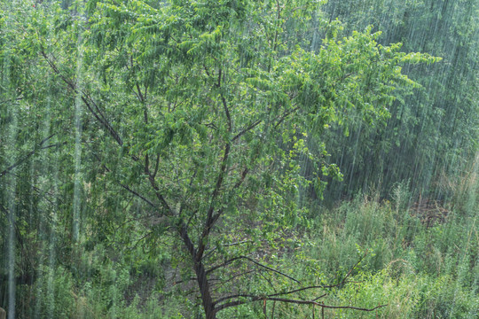 雨中树林