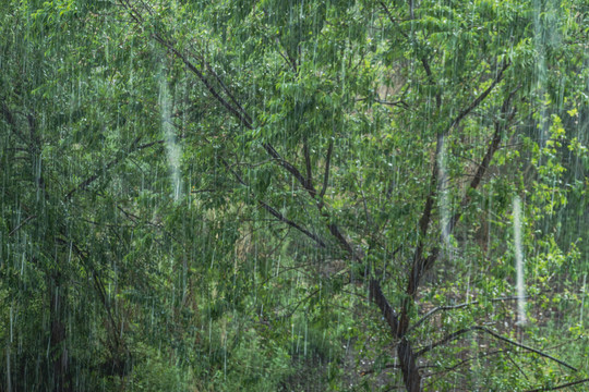 雨中树林榆树