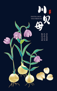 川貝母