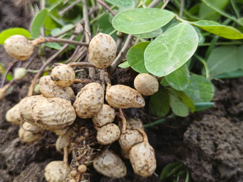 拔生花生