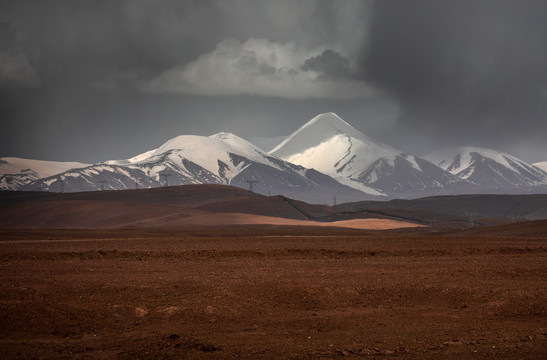 青海可可西里雪山下的藏羚羊