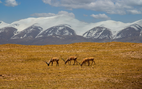 青海可可西里雪山下的藏羚羊