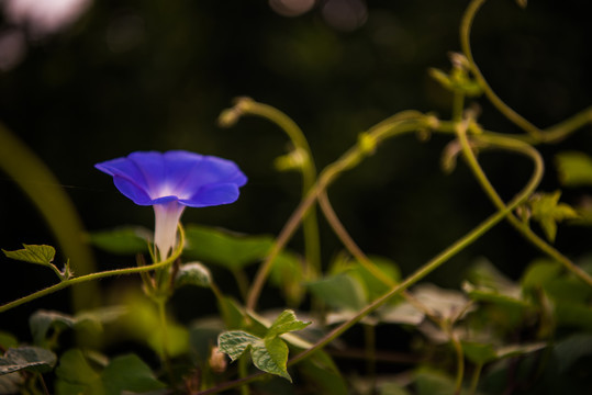 牵牛花