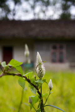 青葙花