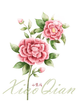 盛放的山茶花