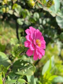 百日菊百日草对叶菊步步高粉色