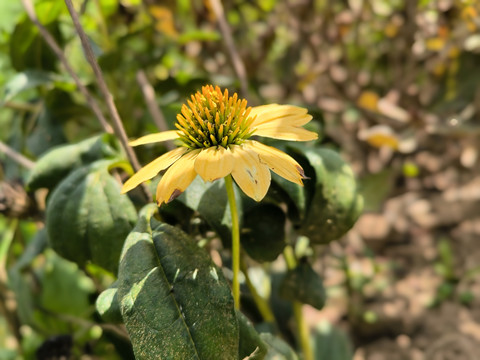 松果菊黄色紫锥花