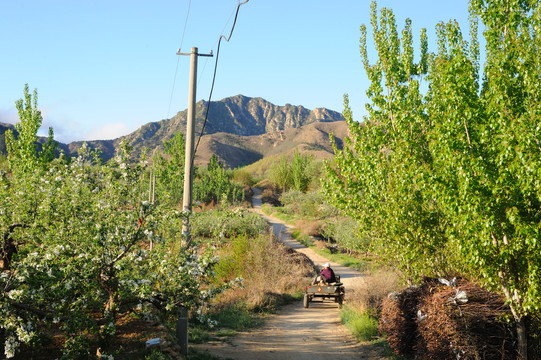 农村小路