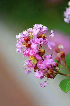 紫薇花树