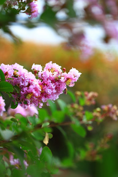 紫薇花树