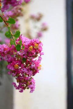 紫薇花树