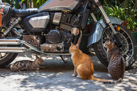 狸花猫与机车