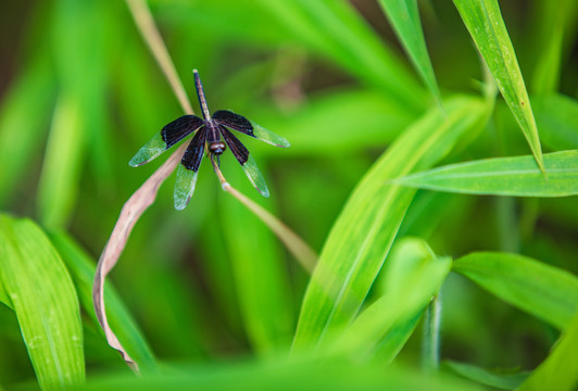 黑色蜻蜓