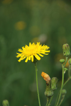 黄花