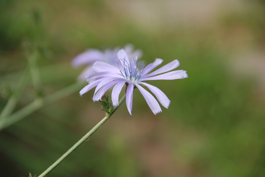 紫色花朵