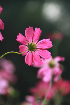 粉色波斯菊