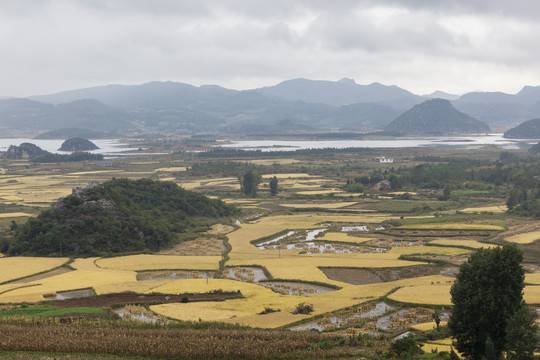 云南沾益海峰湿地金黄色稻田