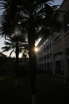 校园棕榈树