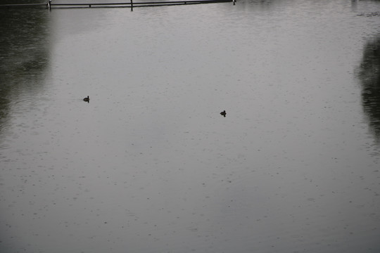 清明雨中鸭