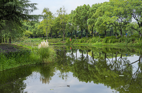 金银湖湿地风光