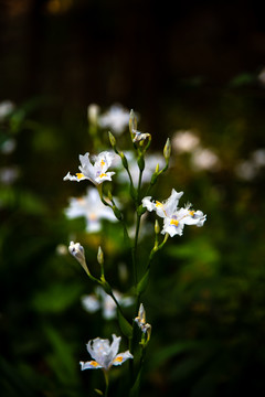 扁竹花