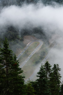 高原云杉