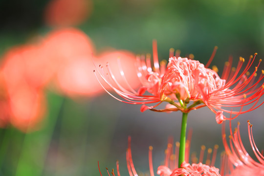 彼岸花