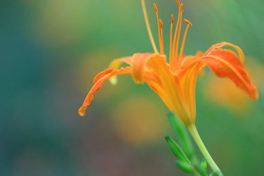 黄花菜