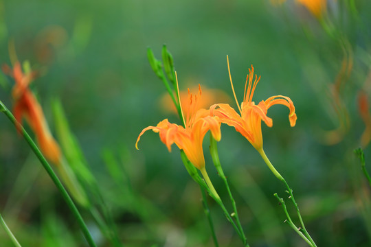 黄花菜