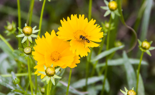 金色菊花蜜蜂