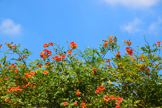 凌霄花