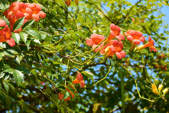 凌霄花