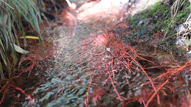 红色树根