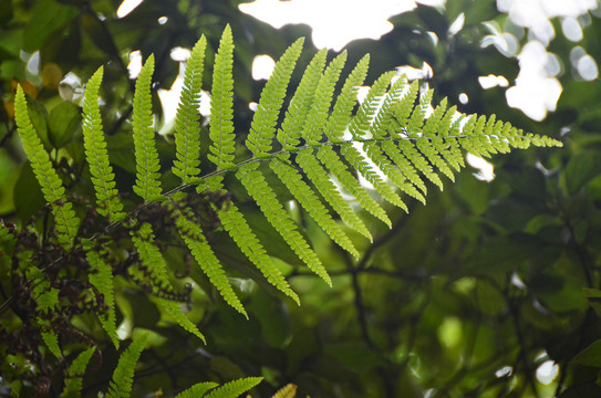 蕨类植物绿叶