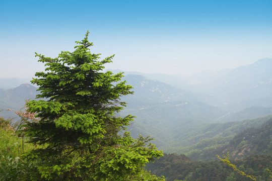 泰山风景