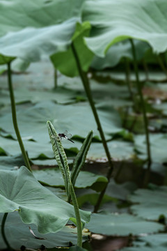 夏末荷莲