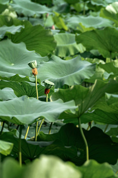 夏末荷莲